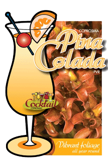 pina-colada-label0.gif