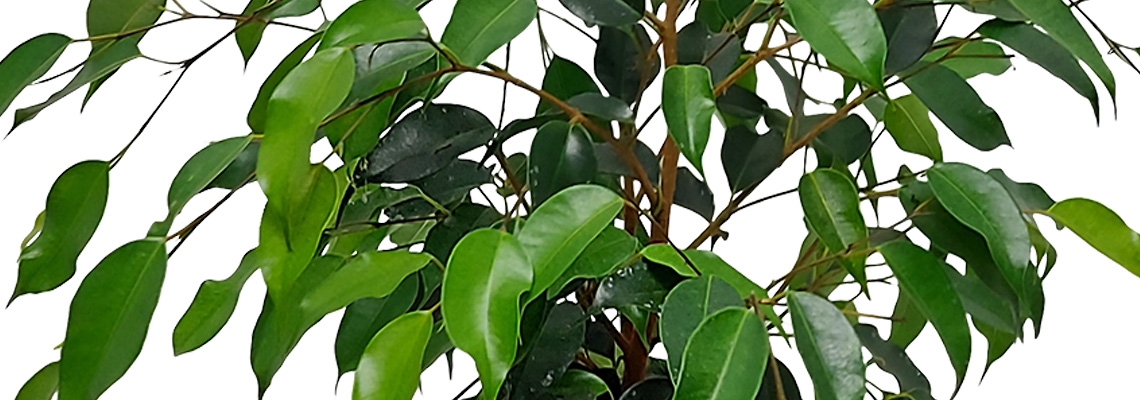 Ficus-Danielle-Banner-Image.jpg
