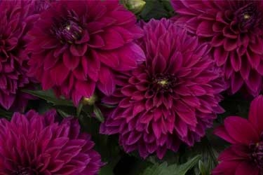 Dahlia-Hypnotica-Purple-Variety-Thumbnail.jpg