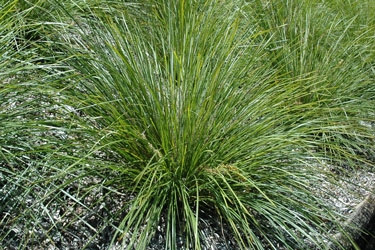 Lomandra-verday-thumbnail.jpg