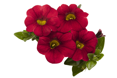 dark-red-flower.gif