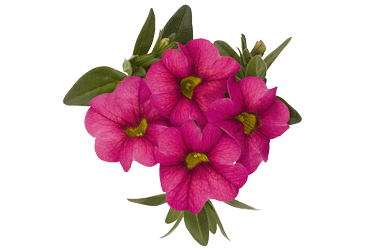 hot-pink-flower.gif