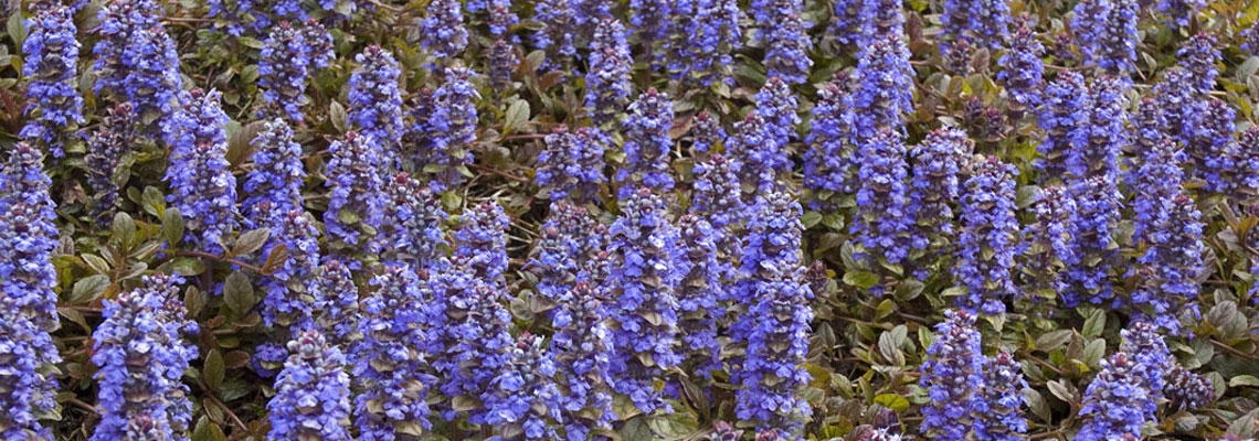 Ajuga-Caitlins-Giant-banner.jpg