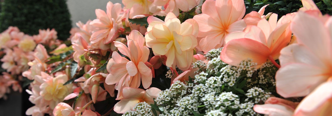 Begonia-Unstoppable-Banner-Image.jpg