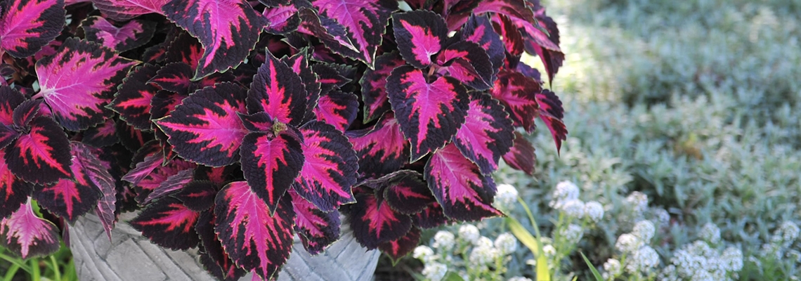 Coleus-Banner-Image.jpg