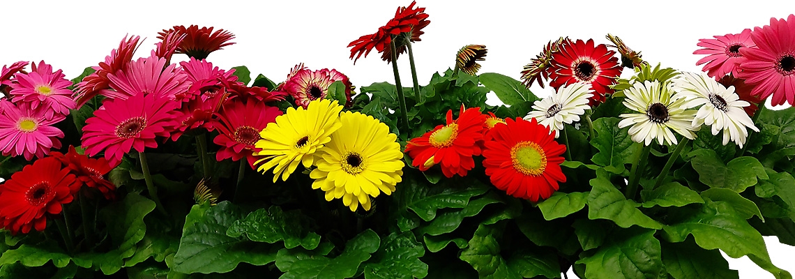 Gerbera-Sundayz-Banner-Image.jpg