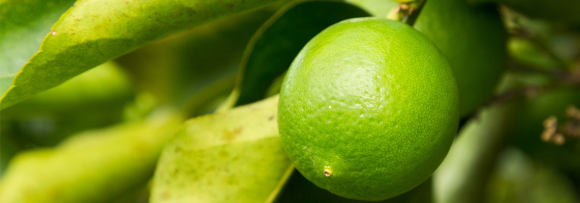 Lime-Tahiatian-Banner-Image.jpg