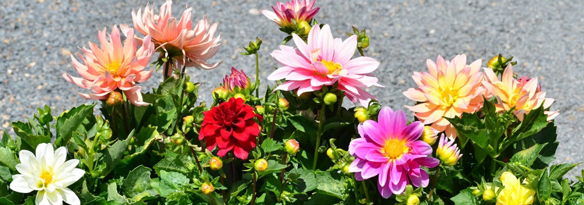 Patio-Dahlia-Banner-collect.jpg