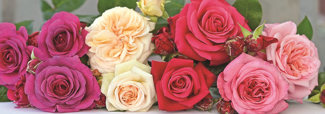 J R ROSES Coupon Code & Deals Banner