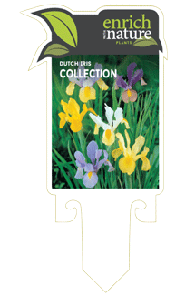 Dutch-iris-labels.gif