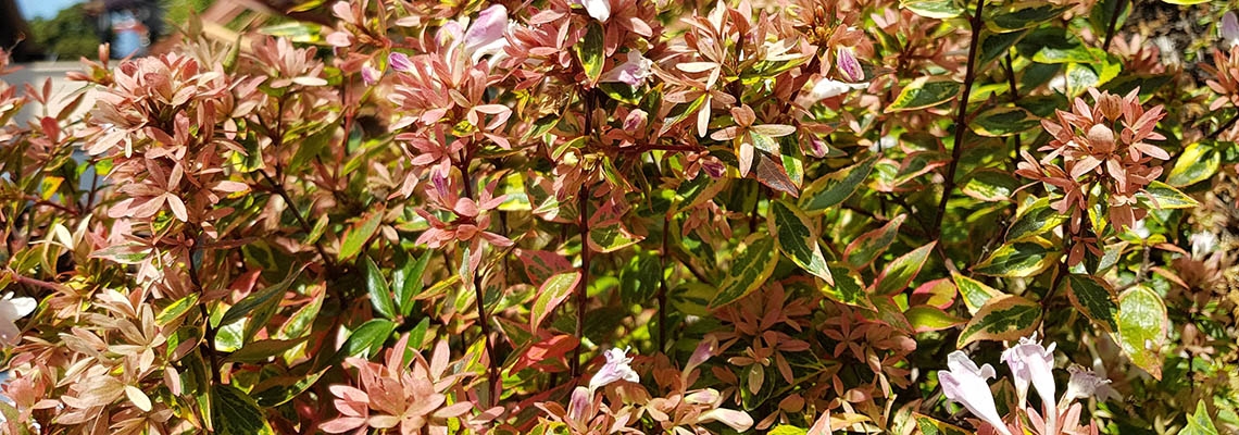 Abelia X Grandiflora Sunshine Daydream