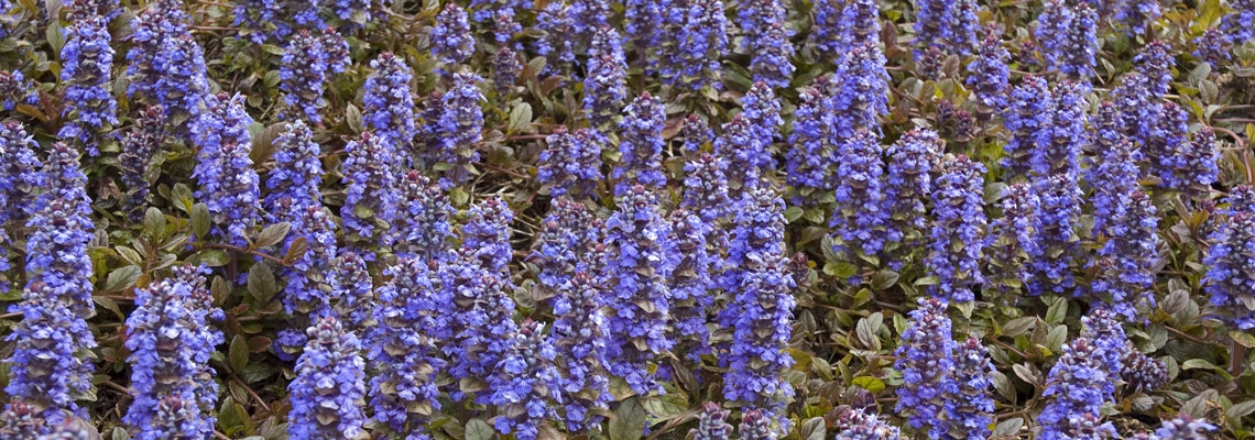 Ajuga-Caitlins-Giant-banner.jpg