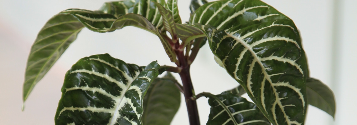 Aphelandra-Variety-Banner-Image0.jpg