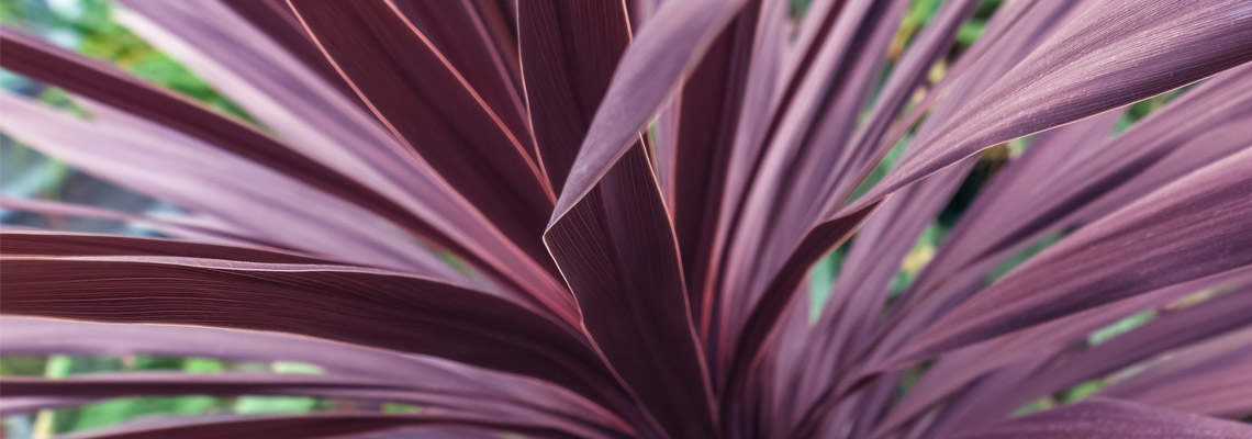 Cordyline-Midnight-Star-Banner-Image.jpg