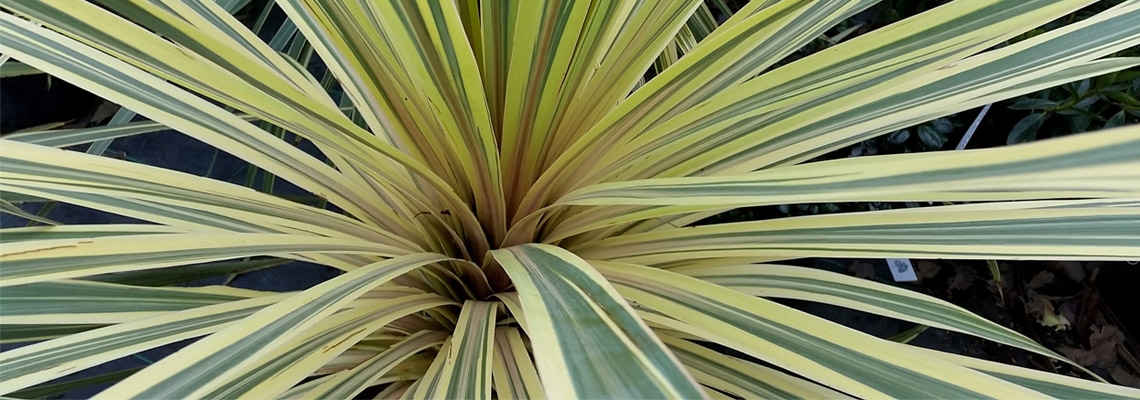 Cordyline-Torbay-Dazzler-Banner-image.jpg