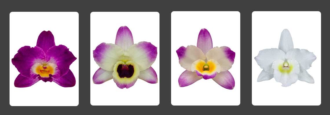 Dendrobium-Banner-Image1.jpg