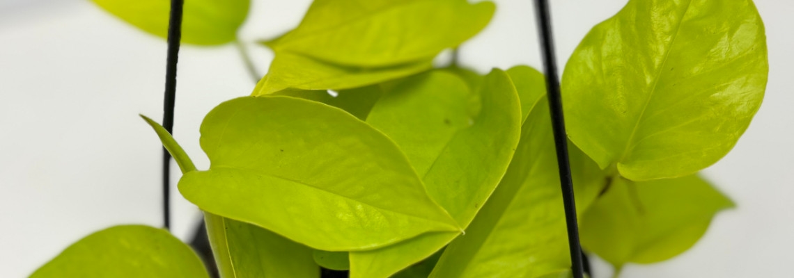 Epipremnum-Golden-Neon-Banner-Image2.jpg