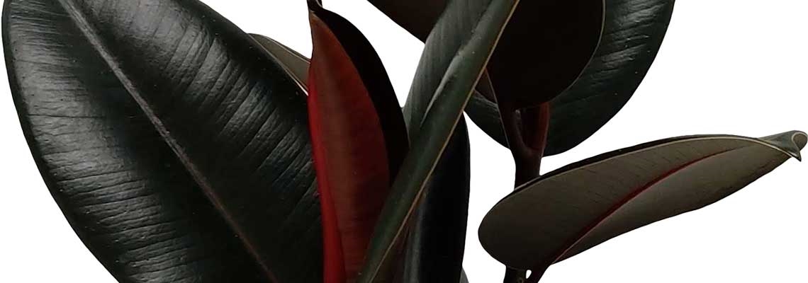 Ficus-Burgundy-Banner-Image.jpg