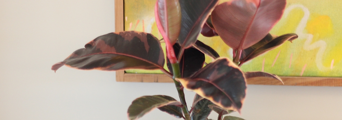 Ficus-Ruby-Banner-Image0.jpg