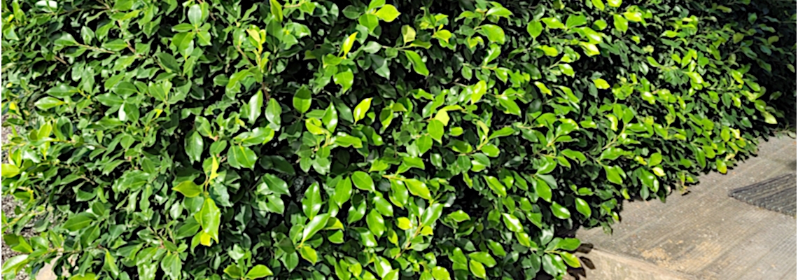 Ficus-Tuffy-Banner-Image30.jpg
