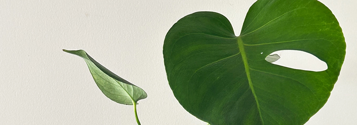 Monstera-Banner-Image3.jpg