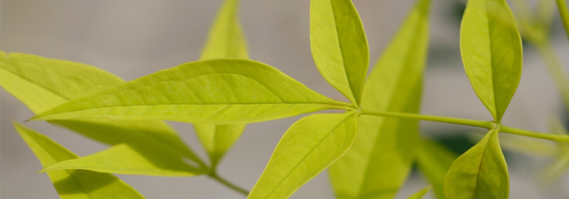 Nandina-Lemon-Lime-Banner-Imagw2.jpg