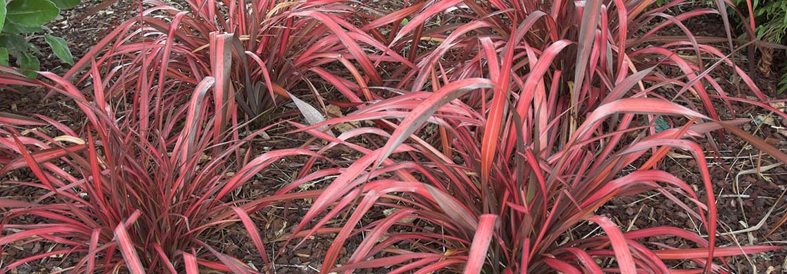 Toggle Navigation Home Plant Finder Where To Buy About Contact Phormium Evening Glow Bann Jpg Striking Structural Foliage Phormium Cookianum Evening Glow Height 90 Cm Spread 1 M Frost Hardy General Description A Brightly Coloured Flax With