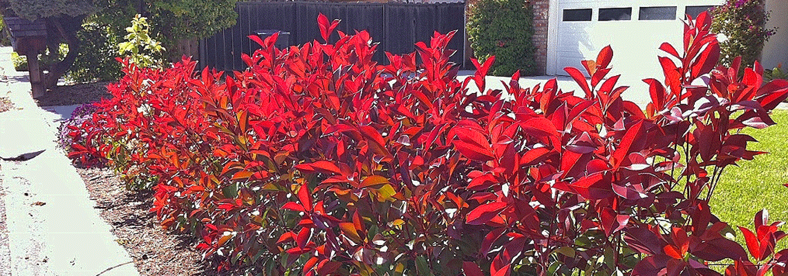 Photinia-Super-Red-banner.gif