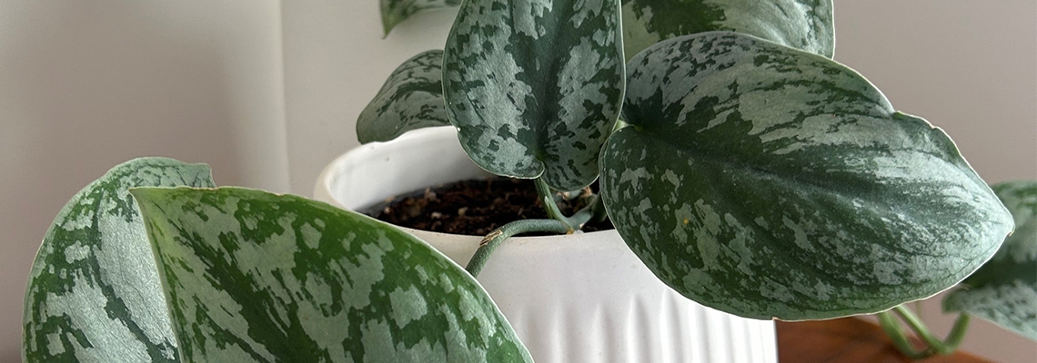 Scindapus-Exotica-Banner-Image.jpg