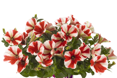 40395_Petunias_RED-FOX-Pepp.gif