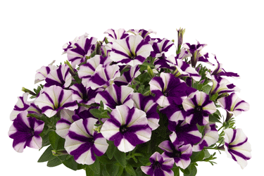 40421_Petunias_RED-FOX-Pepp.gif