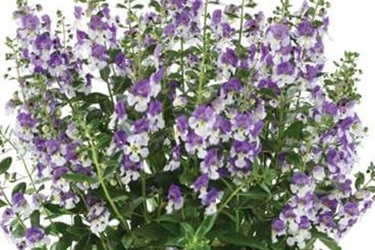 ALONIA™-BIG-BICOLOR-purple.jpg