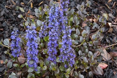 Ajuga-Caitlins-Giant-thumbn.jpg