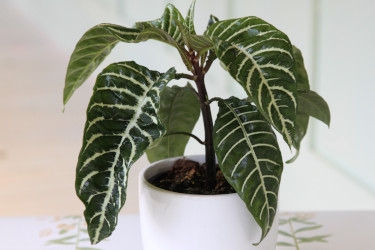 Aphelandra-Variety-Thumbnail2.jpg