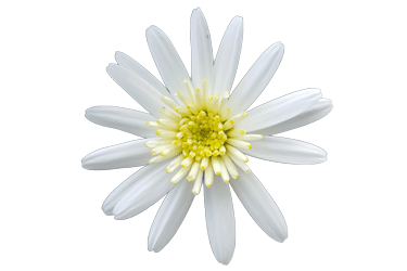 Argyranthemum-white-chic0.png