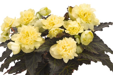 Begonia-Unstoppable-Variety-Image-Tweetie-Pie.jpg