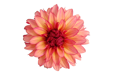 Dahlia-Patio-Art-Deco.gif