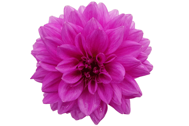 Dahlia-Patio-Claudette-.gif