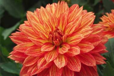 Dahlia-XXL-Tabasco-Variety-Thumnail-4.jpg