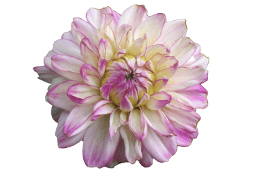 Dahlia-patio-Monet.gif