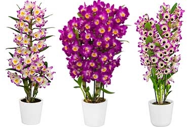 Dendrobium-Variety-Thumbnail.jpg