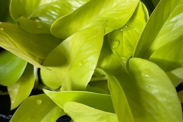 Epipremnum-Golden-Neon-Variety-Thumbnail20.jpg