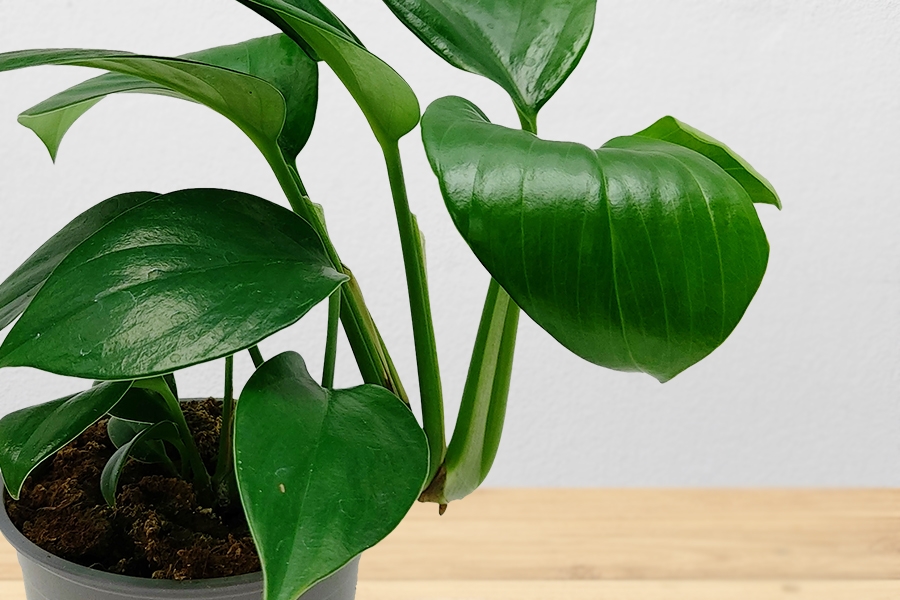 Epipremnum-Pinnatum-Variety-Thumbnail20.jpg