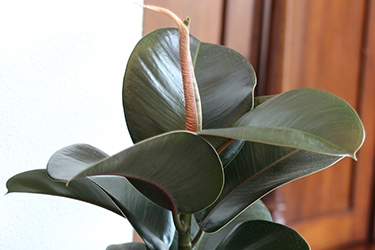 Ficus-Cloe-Variety-Thumbnail.jpg