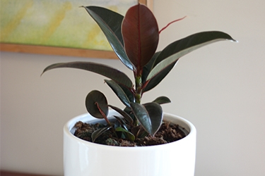 Ficus-Melany-Variety-Thumbnail.jpg
