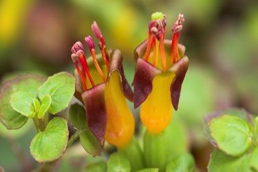 Fushcia-procumbens-thumbnai.jpg