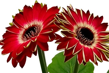 Gerbera-Variety-Thumbnail-Indoor2.jpg