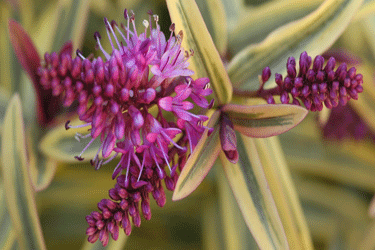 Hebe-Orphan-Annie-Flower-.gif