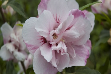 Hibiscus-Lady-Stanley-thumb.jpg