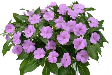 Impatiens Sun Harmony Variety Label Lavender.jpg